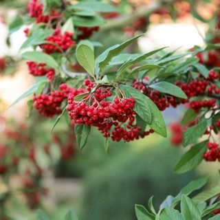A feast of berries