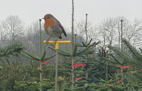 Incredible conservation benefits of real Christmas trees discovered by survey